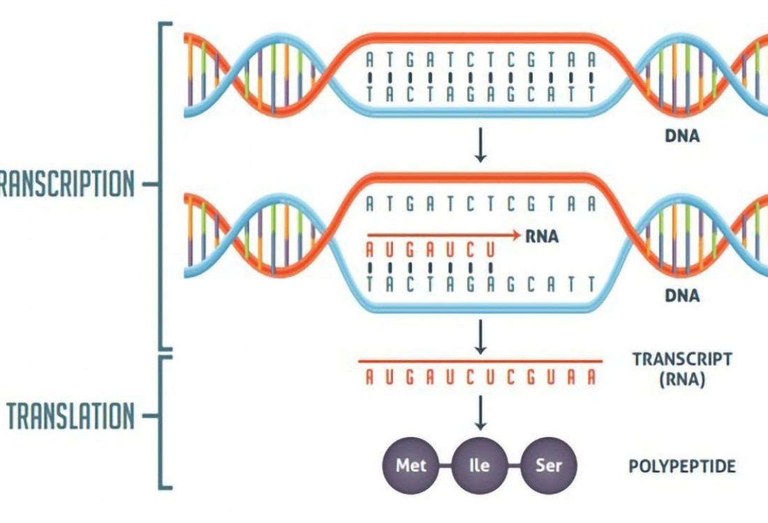 Transcription Transcription