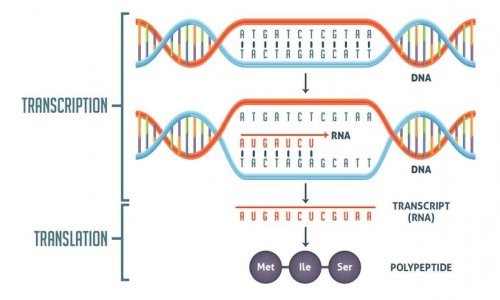 Transcription